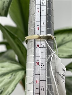 *Кольцо р.18,5 Сибирлит Хромдиопсид цв Лимонное арт. 1208-409 вес 3,74 г - фото 122832 *Кольцо р.18,5 Сибирлит Хромдиопсид цв Лимонное арт. 1208-409 вес 3,74 г - фото 122832