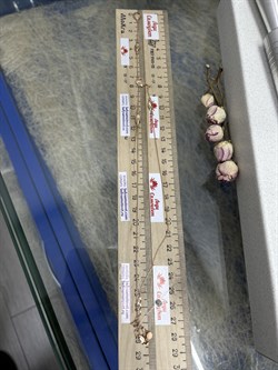 *Колье 40-45 см. Эстет цв Красное арт. 4000043-267 (вес 6,02 г) - фото 123494