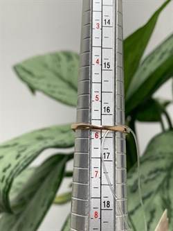 *Кольцо р.16,5 Танзанит цв Красное арт. К1000Ю-108-232 вес 1,54 г - фото 126286 *Кольцо р.16,5 Танзанит цв Красное арт. К1000Ю-108-232 вес 1,54 г - фото 126286