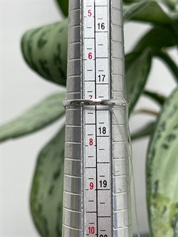 *Кольцо р.17,5 Танзанит цв Белое арт 1-208384-00-31-182 вес 1,25 г - фото 127591