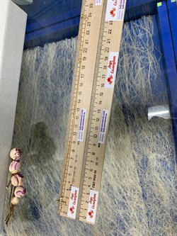 *Колье р.40-45 Коньячный Бр цв Лимонное арт. Ц5110-330-956 вес 3,53 г - фото 130512 *Колье р.40-45 Коньячный Бр цв Лимонное арт. Ц5110-330-956 вес 3,53 г - фото 130512