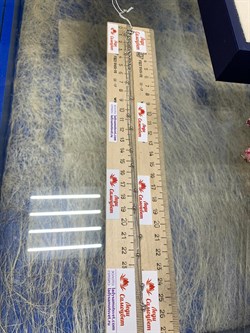 *Цепь р.50 Перлина арт. 021163R030L50-014 (Вес 2,79 г) - фото 204111