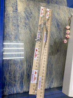 *Колье р.46-60 Кощей Костян арт. 5-1765-000-869 Вес 22,51 г - фото 206499 *Колье р.46-60 Кощей Костян арт. 5-1765-000-869 Вес 22,51 г - фото 206499