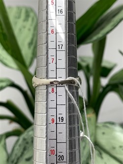 *Кольцо р.18  Адуляр Индия арт. MVR1653MS-517 (Вес 3,49 г.) - фото 221870 *Кольцо р.18  Адуляр Индия арт. MVR1653MS-517 (Вес 3,49 г.) - фото 221870