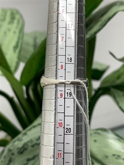 *Кольцо р.18,5 Адуляр Индия арт. MVR1653GMS-548 (Вес 3,68 г.) - фото 221888 *Кольцо р.18,5 Адуляр Индия арт. MVR1653GMS-548 (Вес 3,68 г.) - фото 221888