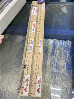 *Колье р.45-50 Сапфир арт. Кц-2301-5рк1108-952 (Вес 4,56 г) - фото 224428 *Колье р.45-50 Сапфир арт. Кц-2301-5рк1108-952 (Вес 4,56 г) - фото 224428