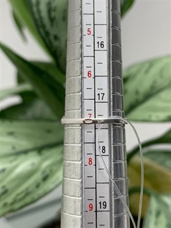 *Кольцо р.17,5 Опал Эфиопия арт. К-3459рс1170-588 (Вес около 1,7 г) - фото 227812