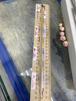 *Цепь р.60 Якорь арт. 8230А5п-162 (Вес 4,14 г) - фото 231245 *Цепь р.60 Якорь арт. 8230А5п-162 (Вес 4,14 г) - фото 231245