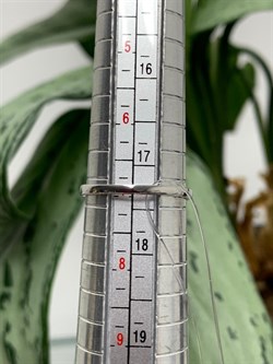 *Кольцо р.17,5 Белый Бр. арт. К1657Ю/Ag-620-756 вес 1,15 г - фото 241505 *Кольцо р.17,5 Белый Бр. арт. К1657Ю/Ag-620-756 вес 1,15 г - фото 241505