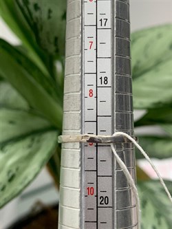 *Кольцо р.19 Белый Жемчуг д.10,5*11мм арт. 1.0156.0.b-626 Вес 4,09 г - фото 248915