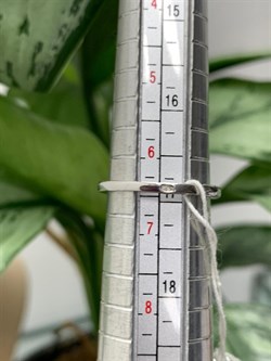 *Кольцо р.17 Зеленый Агат арт. AS-R11077-X-W-Gg-X-W-028 вес 3,31 г - фото 267692 *Кольцо р.17 Зеленый Агат арт. AS-R11077-X-W-Gg-X-W-028 вес 3,31 г - фото 267692