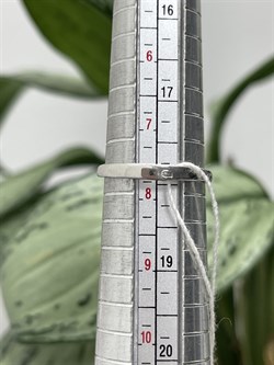 *Кольцо р.18 Фиалка Аметист арт. AS-R06598-X-W-Pur-X-W-289 вес 4,11 г - фото 267958 *Кольцо р.18 Фиалка Аметист арт. AS-R06598-X-W-Pur-X-W-289 вес 4,11 г - фото 267958