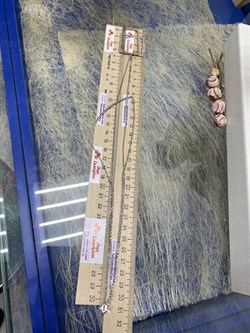 *Колье р.42-60 см арт. XGI01270-RdR вес 8,88 г - фото 269769 *Колье р.42-60 см арт. XGI01270-RdR вес 8,88 г - фото 269769