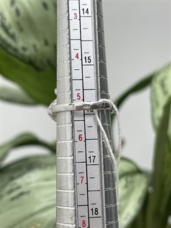 *Кольцо р.16 Празиолит арт. AS-R01193-X-W-MLB-X-W-649 вес 5,3 г - фото 270200 *Кольцо р.16 Празиолит арт. AS-R01193-X-W-MLB-X-W-649 вес 5,3 г - фото 270200