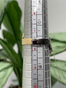 *Кольцо р.18,5 Листья арт. AN1907-2C-299 вес 5,72 г - фото 281850