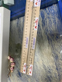 *Колье р.40-45 Белый Фианит арт. 06-2839/00КЦ-00-971 вес 3,59 г - фото 285719 *Колье р.40-45 Белый Фианит арт. 06-2839/00КЦ-00-971 вес 3,59 г - фото 285719