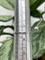 *Кольцо р.19,5 Танзанит цв Белое арт. К1298Ю-208-084 вес 1,05 г - фото 126746 *Кольцо р.19,5 Танзанит цв Белое арт. К1298Ю-208-084 вес 1,05 г - фото 126746