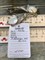*Серьги Белый Жемчуг Барокко Арт 2110-20,44 Вес 20,44 г - фото 222355 *Серьги Белый Жемчуг Барокко Арт 2110-20,44 Вес 20,44 г - фото 222355